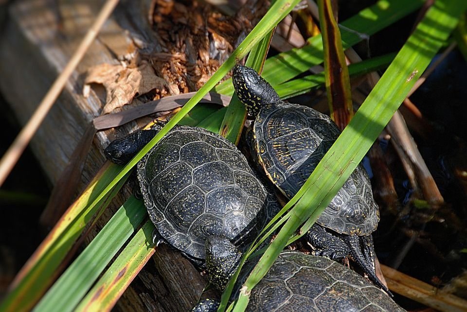 Zoo Marsh Turtles Close Animal